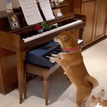 狗狗兴奋激动弹钢琴