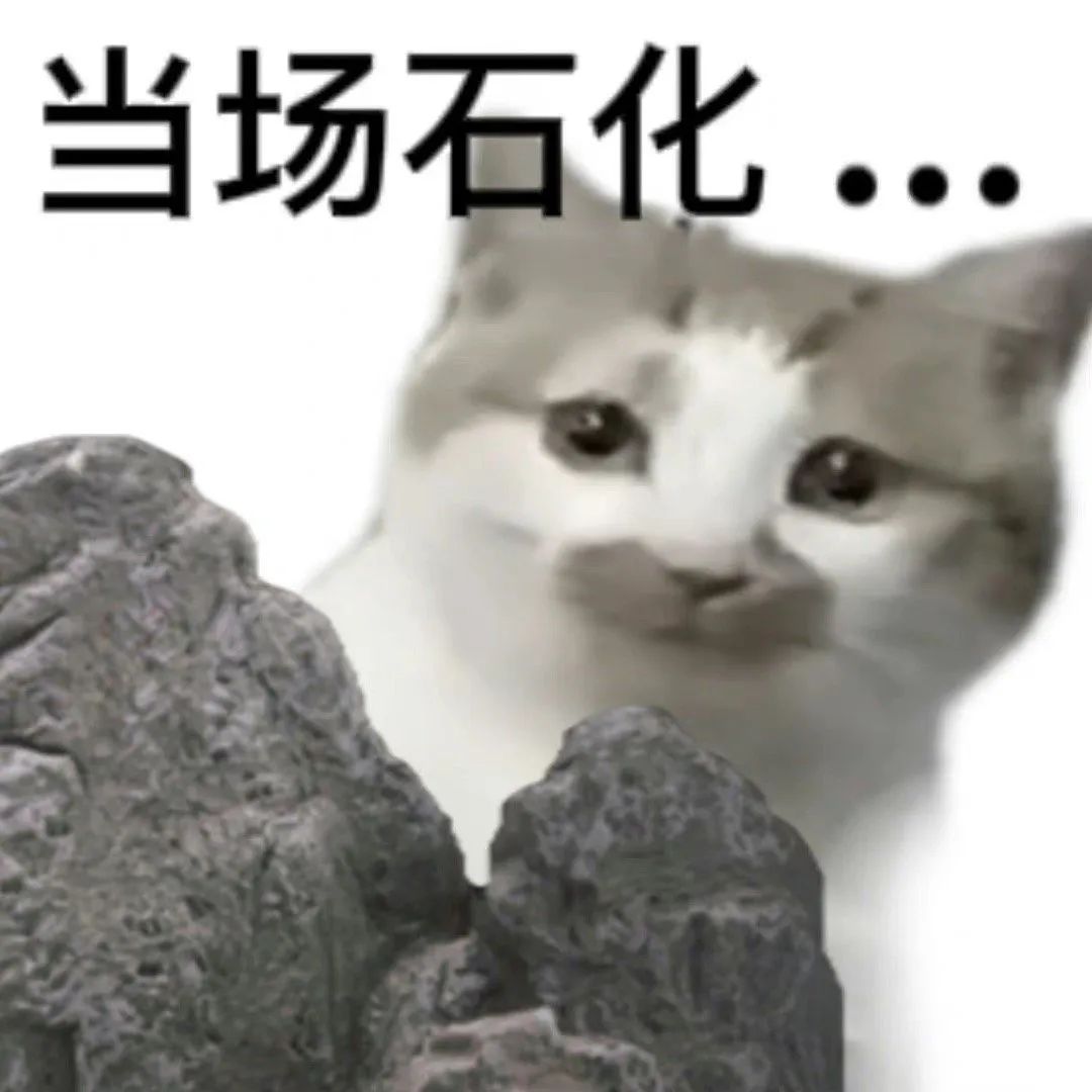 猫咪无语当场石化 当场石化
