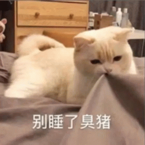 别睡了臭猪