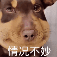 蜜蜂小狗情况不妙 快撤 可爱小狗表情凝重,配上文字“情况不妙”,尽显无奈之感表情包图片gif动图 - 求表情网,斗图从此不求人!