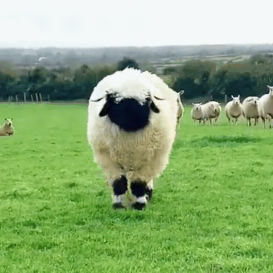 羊羊冲向你