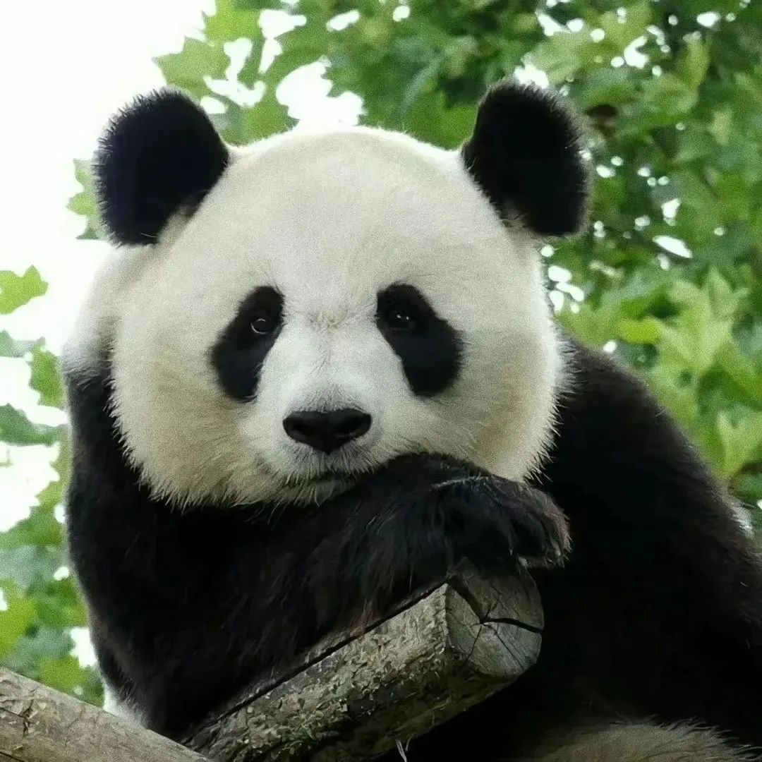 熊猫什么事表情包