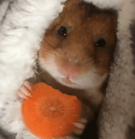 仓鼠吃胡萝卜