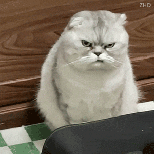 小猫咪生气表情包