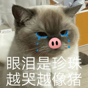 猫咪煤老板 眼泪是珍珠 越哭越像猪
