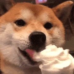柴犬吃雪糕表情包