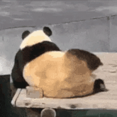 熊猫扭一扭表情包