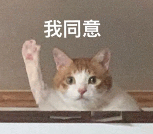 猫咪举手我同意