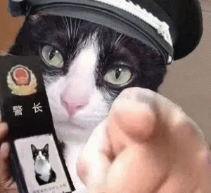 搞笑猫咪警长警长