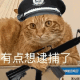 搞笑猫咪警长有点想逮捕了