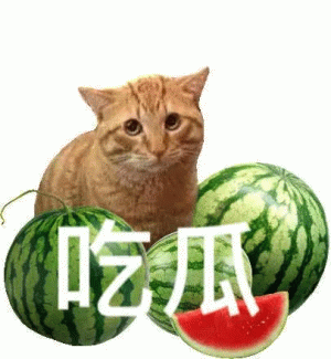 小猫咪吃瓜表情包