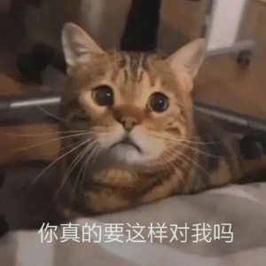 猫咪震惊疑惑  你真的要这样对我吗