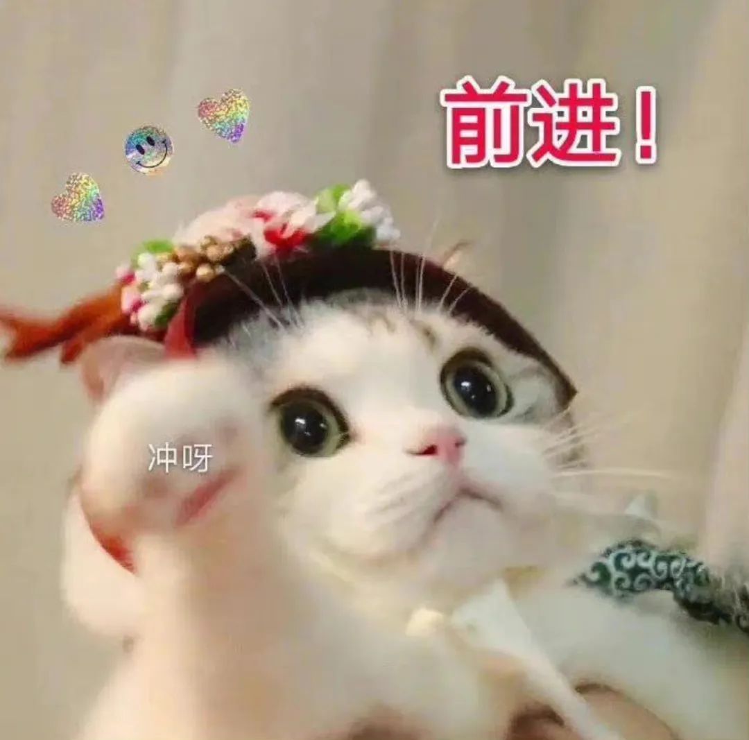 小猫咪前进！ 冲呀表情包 头戴花环的猫咪眼神坚定，配文“前进！冲呀”超有干劲的表情包表情包图片gif动图 - 求表情网,斗图从此不求人!