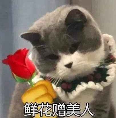 小猫咪鲜花赠美人表情包