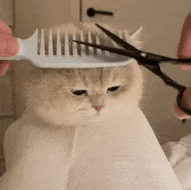 小猫咪剪毛表情包