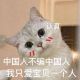 小猫咪认真 中国人不骗中国人 我只爱宝贝一个人表情包