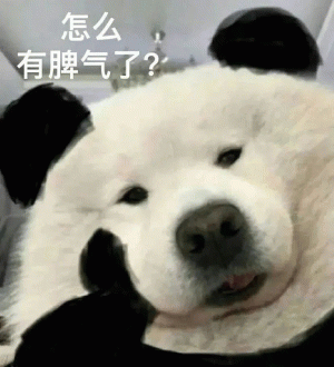 大熊猫  怎么 有脾气了？