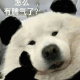大熊猫  怎么 有脾气了？