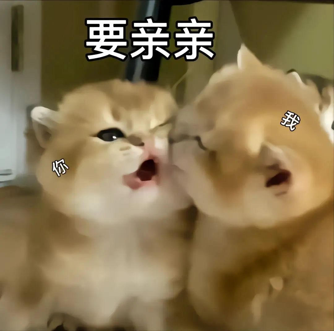 小猫咪要亲亲表情包