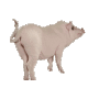 微信养动物   微信养猪