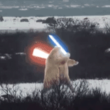 北极熊打架表情包