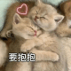 可爱猫咪情侣专用表情包·