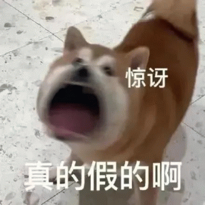 小狗狗惊讶 真的假的啊表情包 柴犬表情惊讶张嘴,配文“真的假的啊”尽显呆萌可爱表情包图片gif动图 - 求表情网,斗图从此不求人!