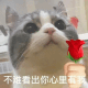 上网就是为了等你 猫咪玫瑰表情包来啦！