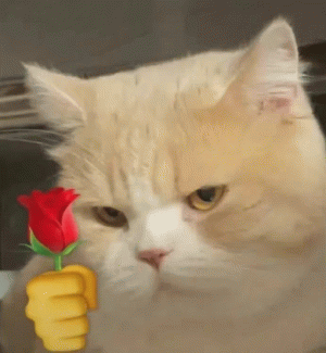 猫咪玫瑰表情包