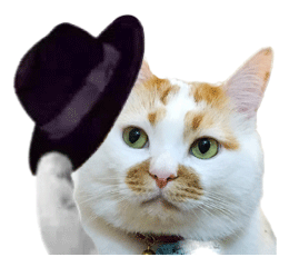 绅士小猫脱帽