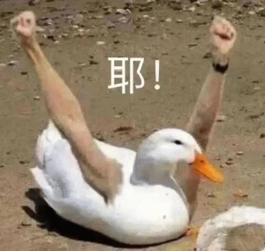 鸭子举手耶！