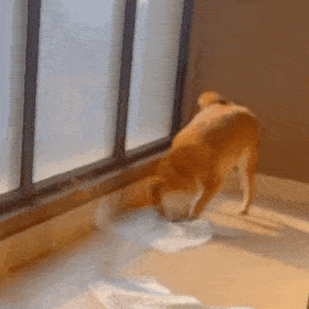 超可爱的沙雕狗狗开心的自己玩耍