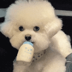 超可爱的沙雕狗狗乖巧喝奶