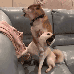 超可爱的沙雕狗狗开心玩耍