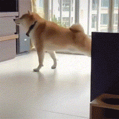超可爱的沙雕狗狗拖着一条瘸腿行走