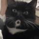 黑色惊讶猫咪