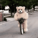 小熊骑单车表情包