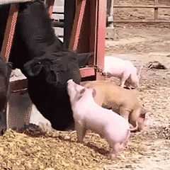 超可爱小动物表情包   小猪被顶开