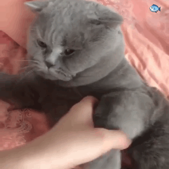 猫咪不让握手