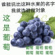 谁能说出这种水果的名字 我就选谁做对象 这是葡萄 甫匍萄葡萄葡萄 葡萄葡萄葡萄 水果表情包  水果套路表情包  做我对象表情包