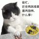 小猫很忙表情包：很忙，在把方便面织成饼，什么事？
