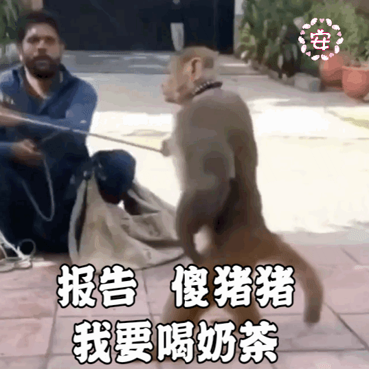 猴子敬礼表情包