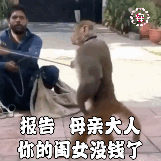 猴子敬礼表情包