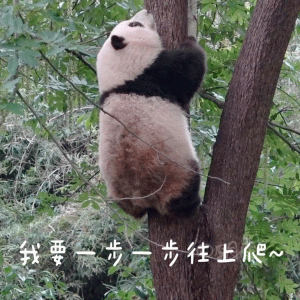 超可爱的熊猫表情包 我要步步往上爬、 超可爱的熊猫表情包