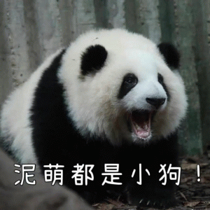 超可爱的熊猫表情包 泥萌都是小狗 超可爱的熊猫表情包
