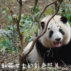 超可爱的熊猫表情包 知纯效士的彩色照 H 超可爱的熊猫表情包