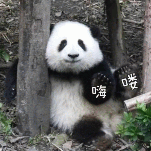 超可爱的熊猫表情包 嗨 喽 超可爱的熊猫表情包