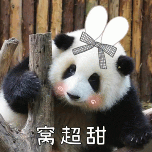 超可爱的熊猫表情包 窝超甜 超可爱的熊猫表情包