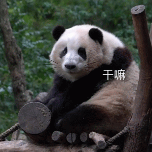 超可爱的熊猫表情包 干嘛 超可爱的熊猫表情包