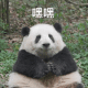 超可爱的熊猫表情包 嘿嘿 超可爱的熊猫表情包